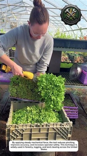 Safe Tree Felling Using a Chainsaw Felling Jack Tool