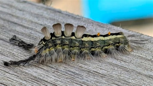 Don’t let this bright, fuzzy insect fool you. It’s wreaking havoc on foliage across the Humber Valley region