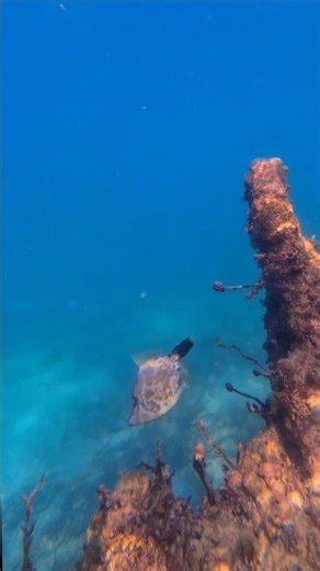 4K | Spotted Beauty Tropical Fish 🐠 | Ocean relaxation | 🌊