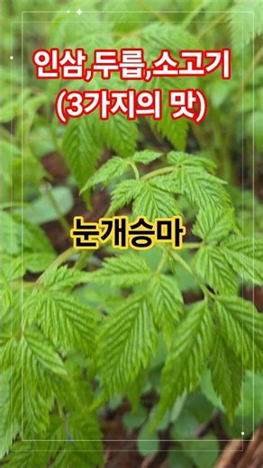 인삼,두릅,소고기의 3가지 맛이 납니다 #봄 #산행 #트로트 #약용식물 #약초 #약초산행 #꽃 #야생화 #강원도 #김용빈 #나물 #산나물 #nature