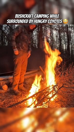 I was camping in a bushcraft shelter without a tent in the woods of Alaska and I was surrounded by a massive pack of coyotes. Sat there on my wood bed listening to rabbit scream as it was eaten alive. Made for an interesting night. If you want to see the full video check out the Outdoor Boys YouTube channel where we have over 400 outdoor adventure videos. #Alaska #camping #survival #bushcraft #buschraftshelter | Outdoor Boys