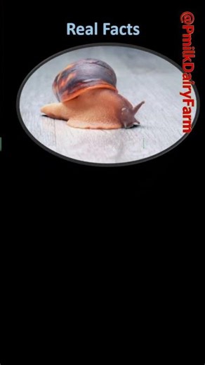 🐄 Amazing Fun Facts, Probably Didn’t Know!