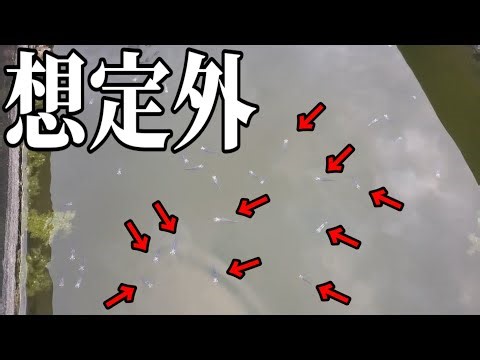 想定外のめだか出現‼️これは全て選別漏れですか？安らぎAQUAちゃんねる