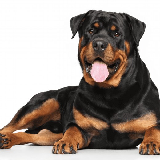 Rottweilers 101: How to Recognize a Purebreed - The German Shepherder