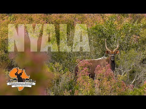 Nyala Hunt at Thorndale Safari: Spot & Stalk in the Eastern Cape