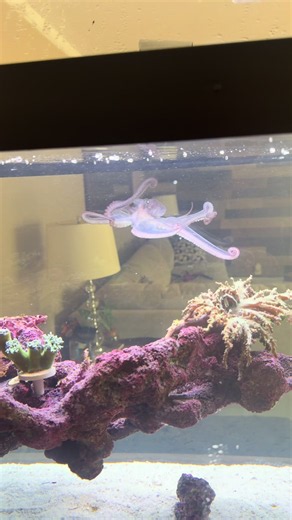 How to Care for a Pet Octopus: Water Dosage & Home Tips