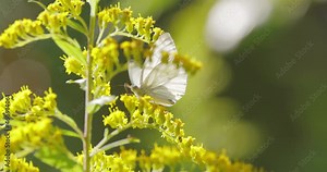 Pieris brassicae, the large white butterfly, also called cabbage butterfly. Large white is common throughout Europe, north Africa and Asia often in agricultural areas, meadows and parkland.