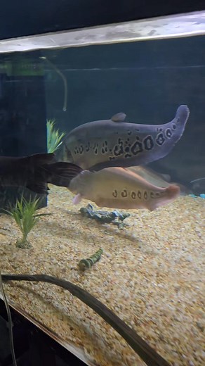 where are my datnoid lovers at? #datnoid #fish #aquarium | Ohio Fish Rescue