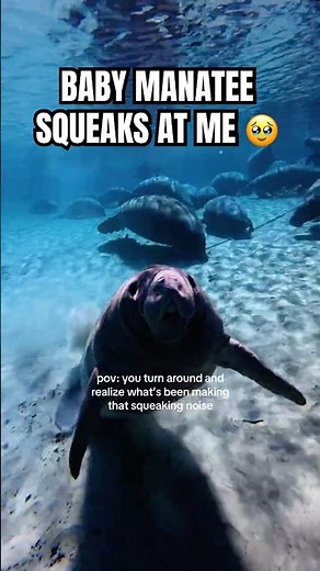 Sound on for the CUTEST baby manatee squeaks! #manatee #floridasprings #underwater