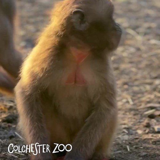 562 reactions · 35 shares |  Beat those January Blues and enjoy a visit to the Zoo from only £10 per person!  Pre-book your tickets today & save at https://www.colchesterzoologicalsociety.com/discounts-offers/january-blues-offer/ *Offer valid on e-tickets only. Offer ends 14th February 2025. | Colchester Zoo | Facebook