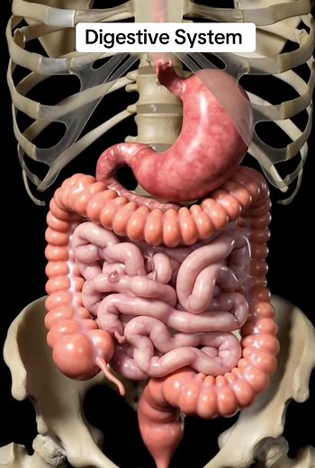 Understanding the Complex Digestive System