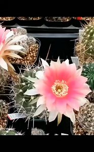 Real Plant Species on Reels