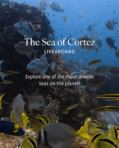 Jacques Cousteau called it the “Aquarium of the World”... We call the Sea of Cortez the perfect vacation, where you can do as much or as little as you like! Enjoy snorkelling, scuba diving, kayaking, paddleboarding, short hikes, or simply relaxing on a beautiful beach. We also offer a complimentary Discover Scuba experience for those who want to try scuba diving. Just give us 30 days' notice, and we’ll arrange it for you! Combine all this with the warmth and authentic Baja hospitality of our cre