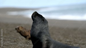 sea lion Seals on the beach in Patagonia