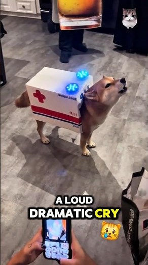 Why Shiba Inus Act Like They Own You🤨🐕