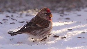 Common Redpoll Bird Feeding On Ground: стоковое видео (без лицензионных платежей), 23201995 | Shutterstock
