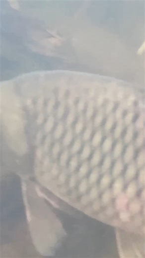 12K views · 143 reactions | How To Make Primitive Tools To Dive and Catch Fish - Cooking Cozy Meal of the Couple #jfFoBlEqXcTwHnYFLMRqg #PrimitiveLivingOffGrid #ForestlifeskillsDT | Forest life skills DT | Facebook