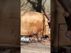 Gamo Swarm Hornet 10X Shooting Review. Flying Can Ranch