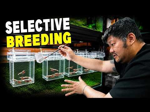 How KW Shrimps Selectively Breeds Caridina Shrimp