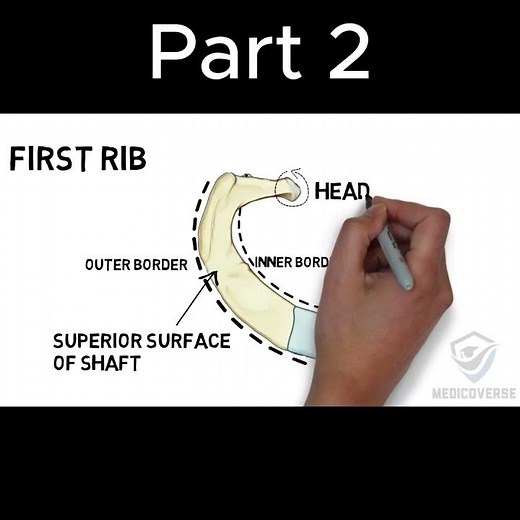 Rib Anatomy You Actually Need to Know | Part 2 #anatomy #doctor #mbbs