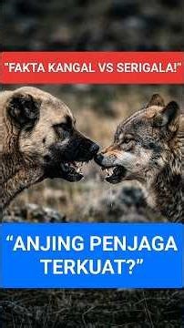 Wolves Invade a Farm—But 20 Guardian Dogs Suddenly Turn the Tables in a Shocking Predator Showdown!