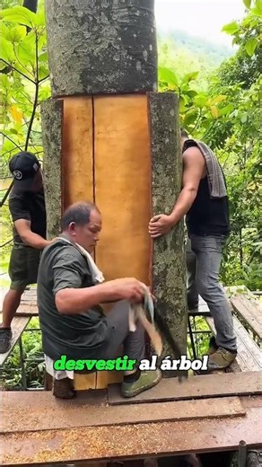 DISCOVER THE RIGHT WAY TO HARVEST CINNAMON#VIRALSHORT#CINNAMON #YOUTUBESHORTS