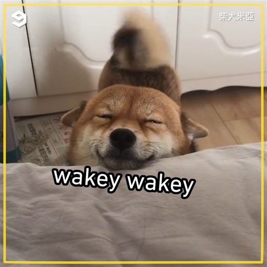 You can’t get mad at an airplane ears doge | Barked
