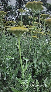 No vote in your life #reelschallenge #quotes #empowerment #reels #truth #inspirational #inspiration #quote #motivation #advice Positive Energy My Positive Outlooks Uplifting Vibes The Ramon’s | The Ramon’s