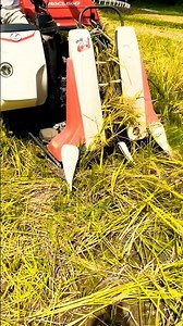 Kubota ER215クボタの2条15馬力コンバインで刈り取り🏃‍♂️#kubota #harvester #harvesters #コンバイン #combine #農業 #農家 #割倒#割稲