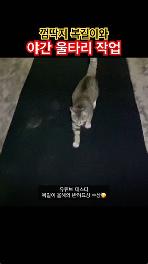 형아바라기 복돌이랑 야간 울타리 작업했어요 #대형견울타리 #시골고양이