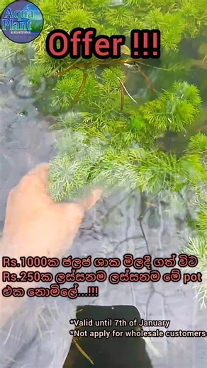 New Year Offer on Aquatic Plants for Aquarium Lovers