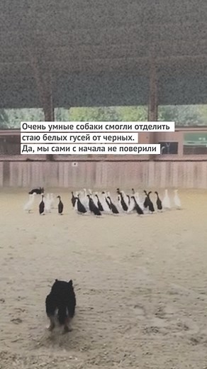 Зеркало | Новости on Instagram: "Бордер-колли — действительно очень умные собаки! Но мы были удивлены, когда увидели и такой их талант:)"