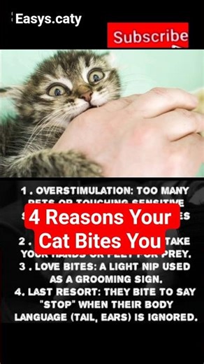 What Your Cat’s Bite Really Means