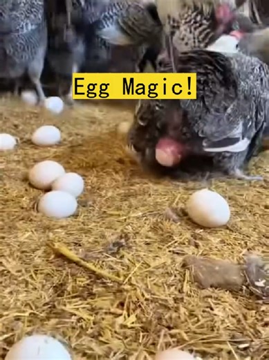 How to Make Hens Lay Non‑Stop — The Secret Trick#Raising #layer chicken