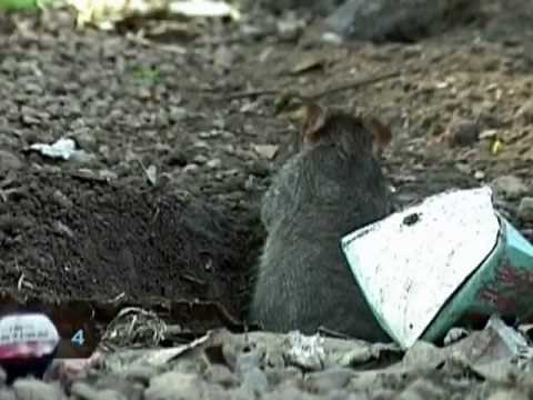 How to Get Rid of Rats