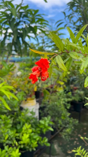 6 comments | Flowering Pomegranate! #rooftopgarden | Mye Uygan | Facebook