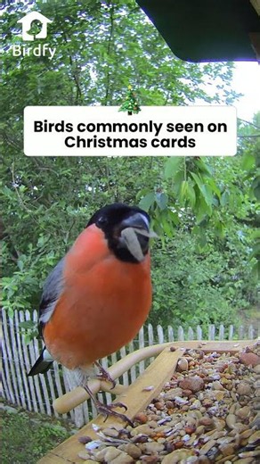 What bird you've seen in Christmas card?#birdfy #birds #birding #birdlovers #birdspecies #nature