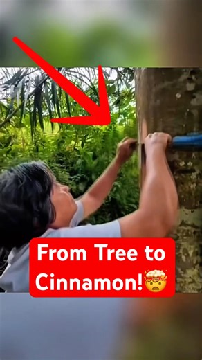 The satisfying process of peeling cinnamon bark #cinnamon #harvesting #oddlysatisfying
