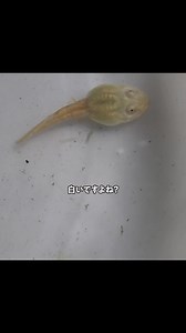 白いオタマジャクシの育成に挑戦！
