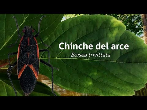 Conoce cómo controlar al Chinche del Arce