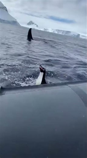 🚨 Penguin Rescue! Watch this incredible icy save #wildlife #penguins #rescue