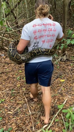 Elliott Totten on Instagram: "Invasive Burmese Python captured on Marco Island #swag #burmesepython #python #everglades #marcoisland"