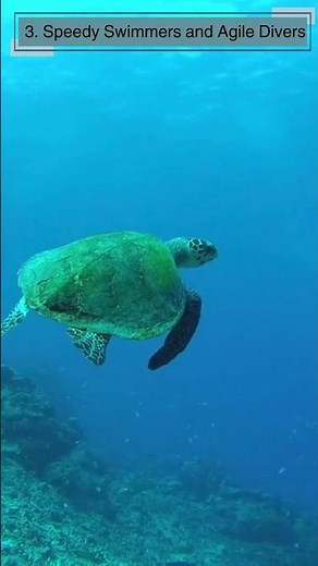 10 Facts About Turtles for kids Educational turtle videos Learning about turtles #turtlefacts