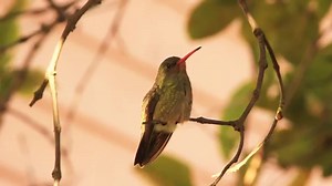 Amazing Hummingbird Facts