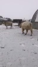 Herreid Livestock on Reels