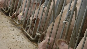 China supersizes pig farms in world's top pork market