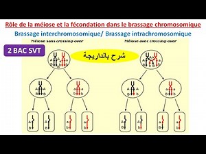 Rôle de la méiose et la fécondation dans le brassage chromosomique 2BAC SVT (شرح بالداريجة)