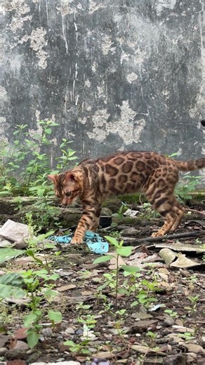 Kucing Bengal seram #cat #bengal #kitten