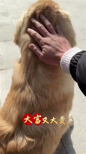 New Year Dog Head Touch: Banish Worries Instantly! DogLovers, NewYearTradition