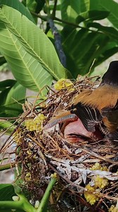 Long-tailed shrike bird | Review Birds News